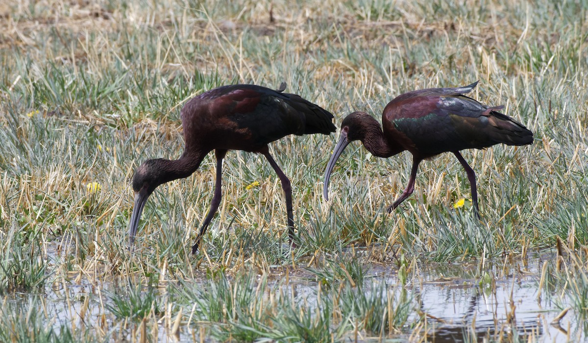 ibis americký - ML615400119