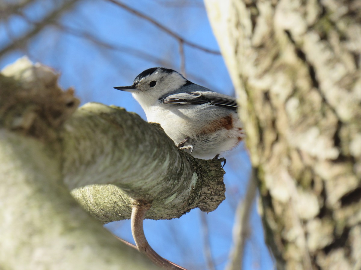 White-breasted Nuthatch (Eastern) - Joseph Pumford