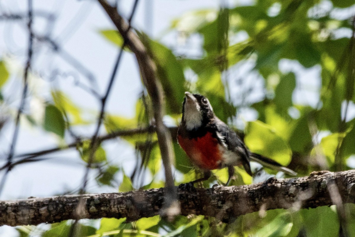 Red-breasted Chat - ML615400218