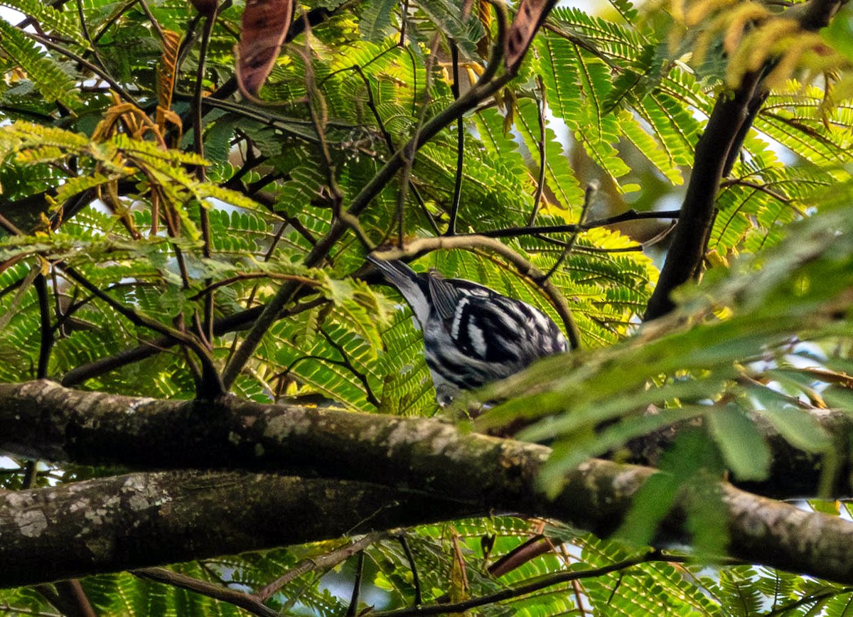 Black-and-white Warbler - ML615400222