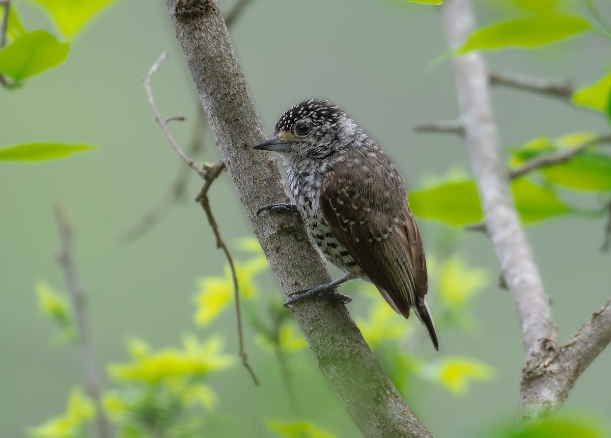 White-barred Piculet - ML615400371