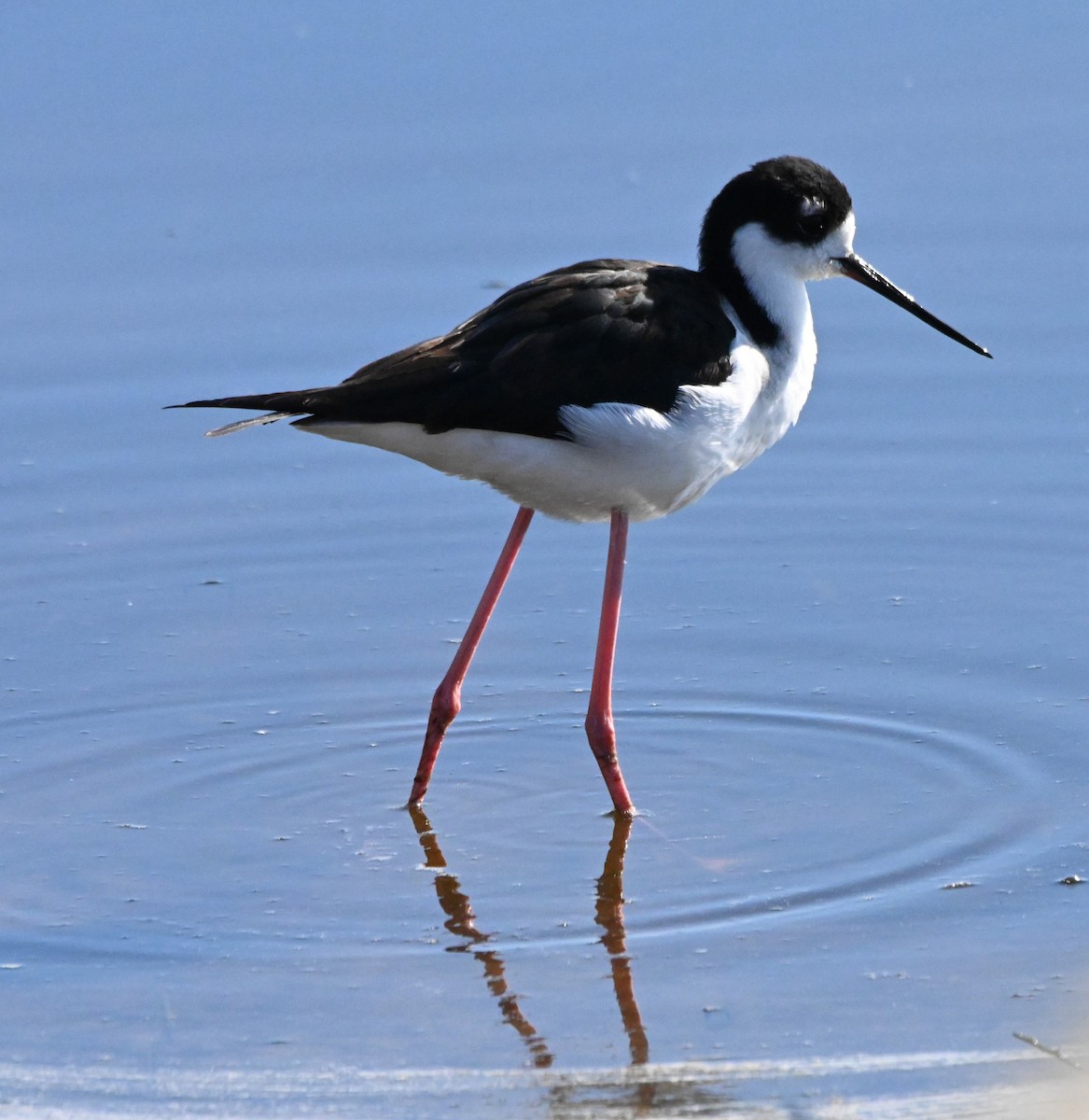 eBird Checklist - 27 Feb 2024 - Loxahatchee River District - Limited ...