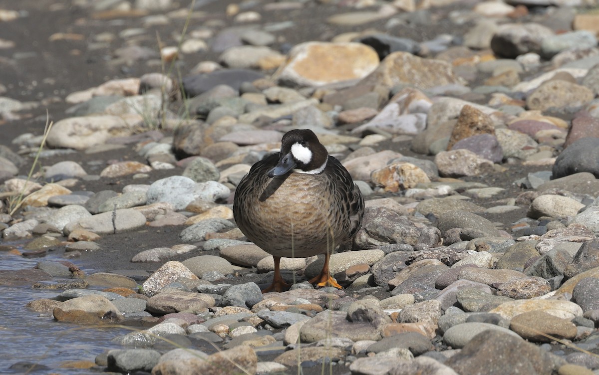 Spectacled Duck - ML615400484