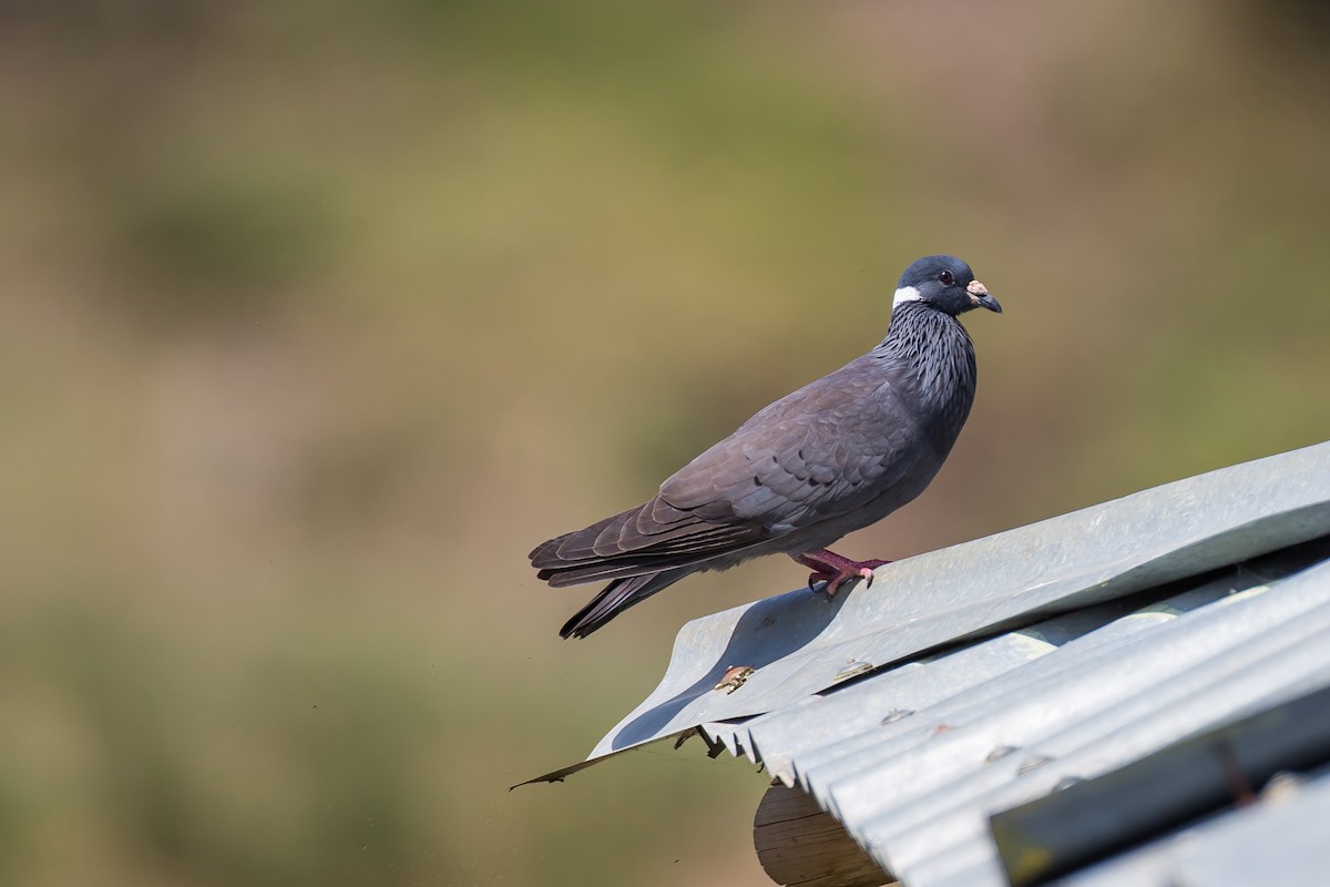 White-collared Pigeon - Anonymous