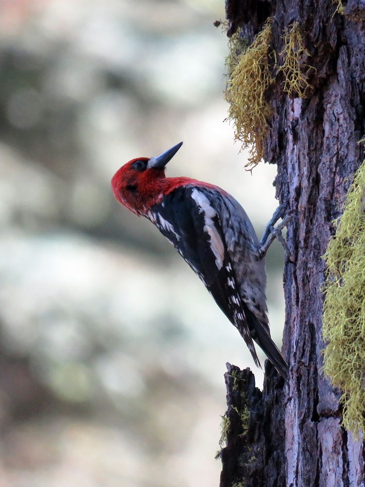 Red-breasted Sapsucker - ML61540071