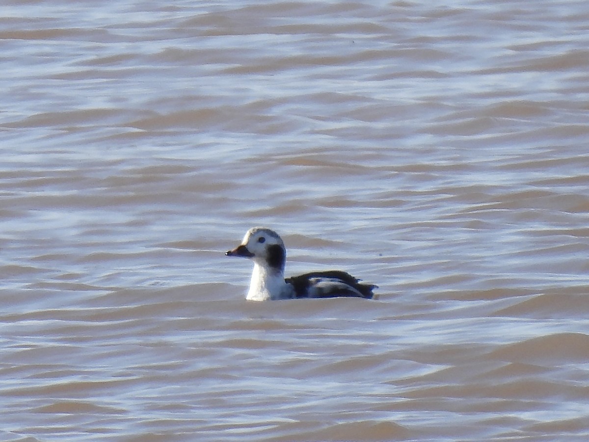 Long-tailed Duck - ML615400807