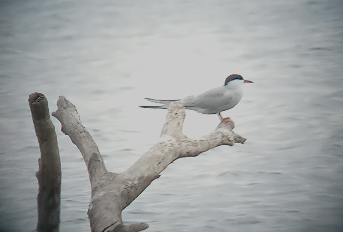 Common Tern - John Parker