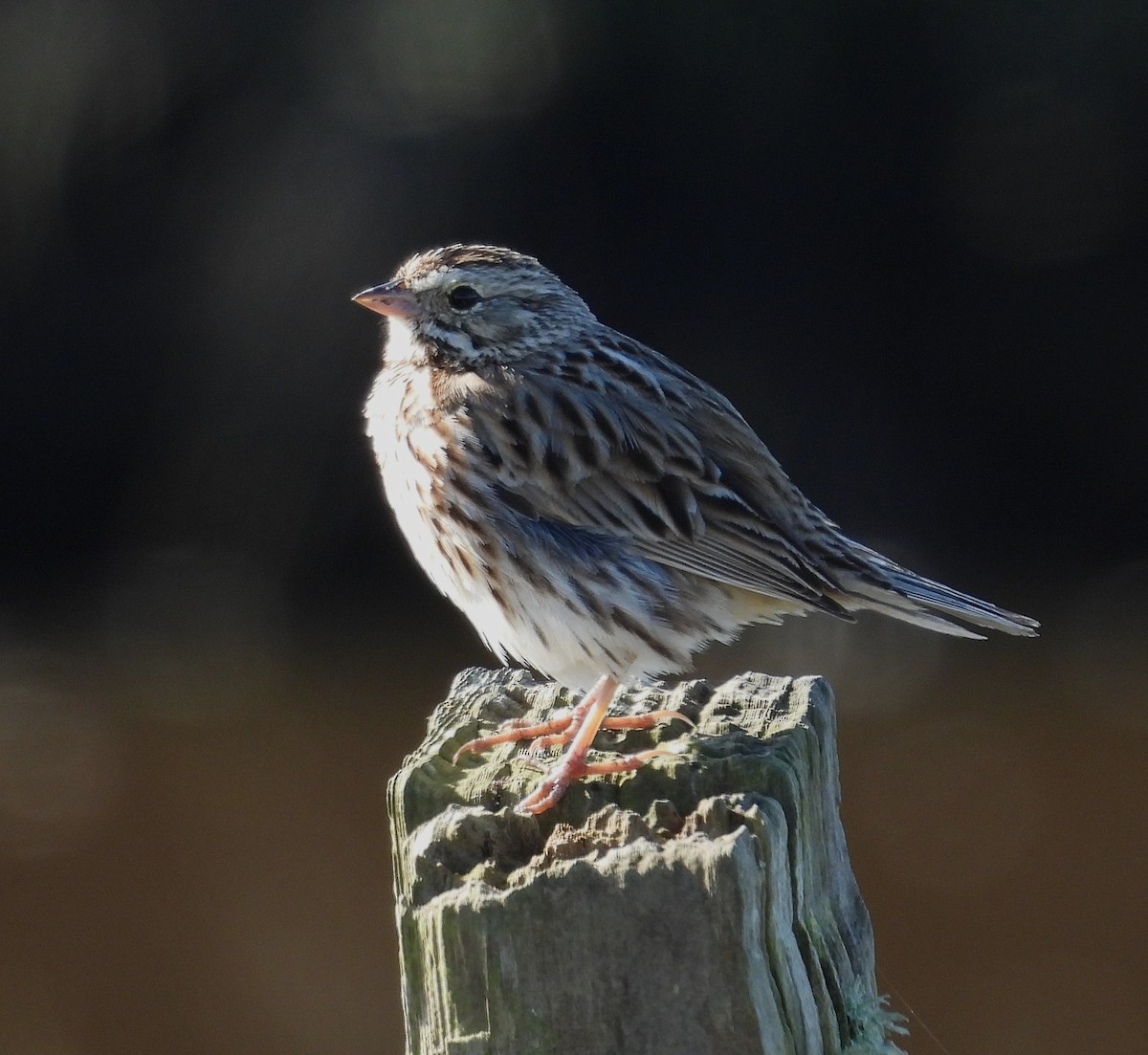 Savannah Sparrow - ML615401144
