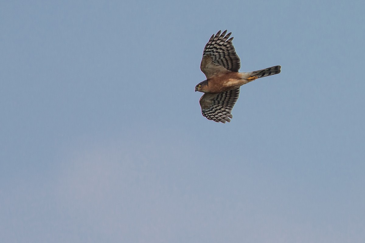 Rufous-breasted Sparrowhawk - Anonymous