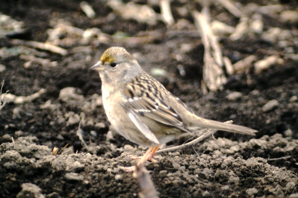 Golden-crowned Sparrow - ML615401300