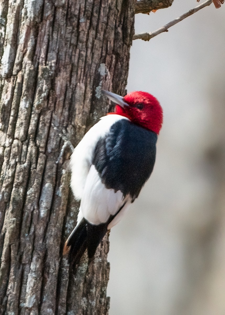 Red-headed Woodpecker - ML615401394