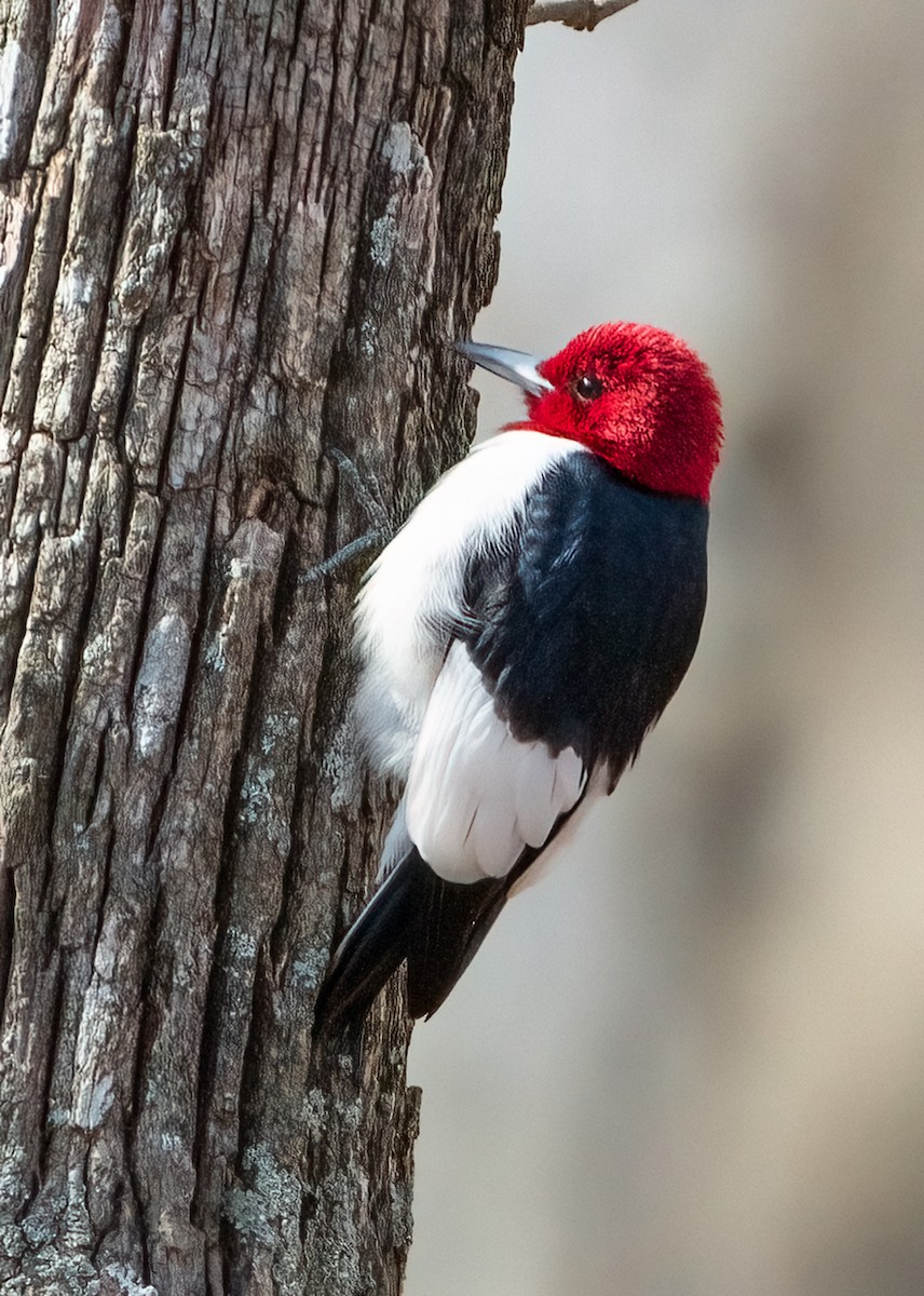 Red-headed Woodpecker - ML615401395