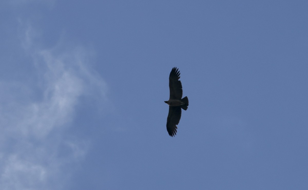 Andean Condor - ML615401663