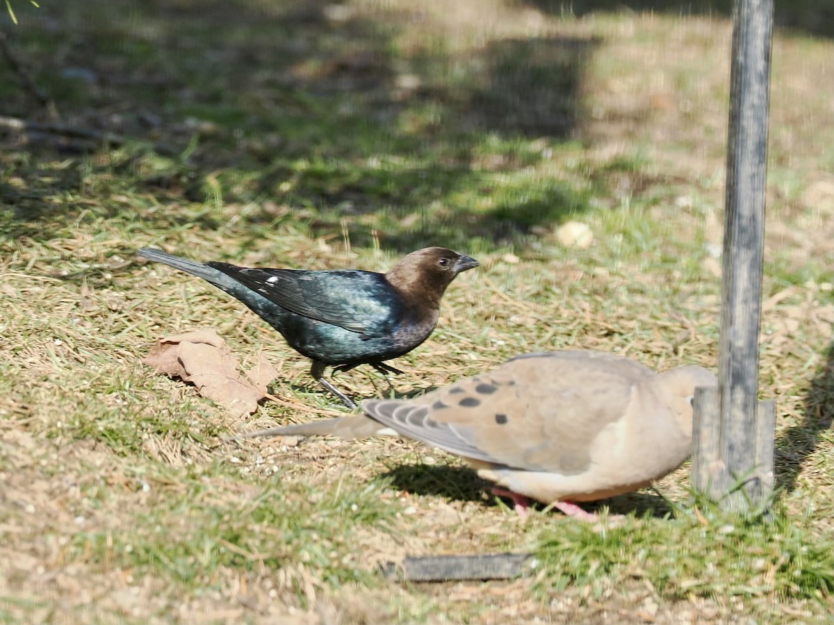 Pennsylvania Bird Atlas Checklist - 27 Feb 2024 - My backyard - 22 species