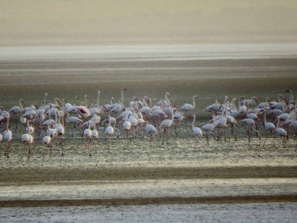Greater Flamingo - ML615401807