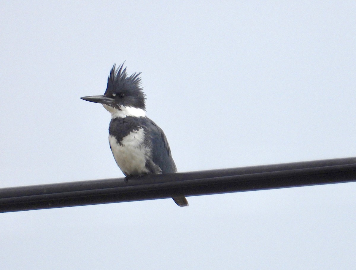 Belted Kingfisher - ML615401915
