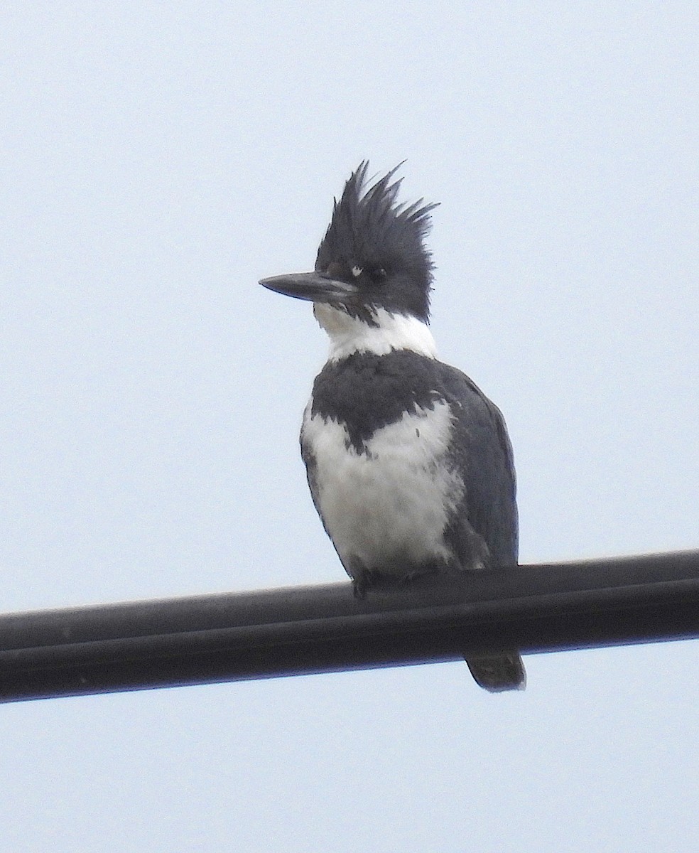 Belted Kingfisher - ML615401916