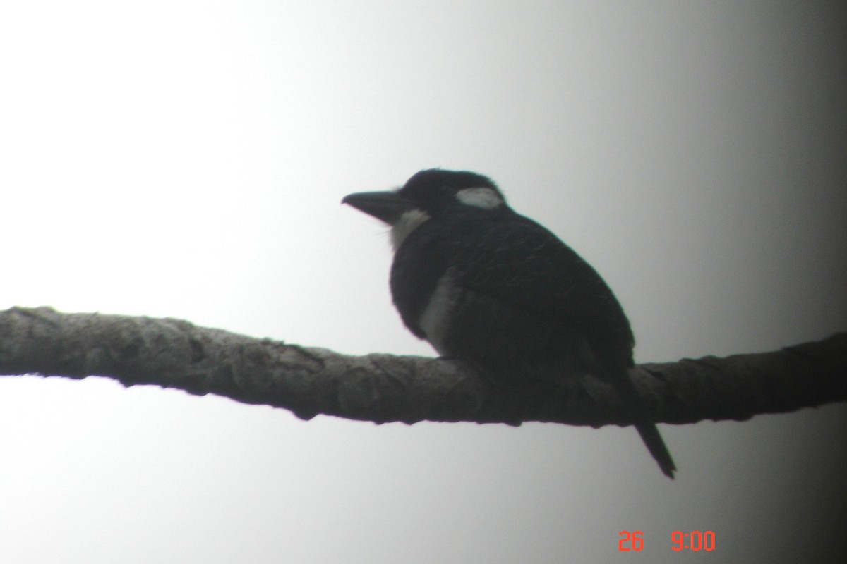 Black-breasted Puffbird - ML615402178