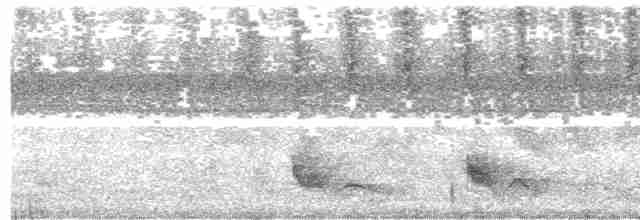 Swallow-tailed Manakin - ML615402531