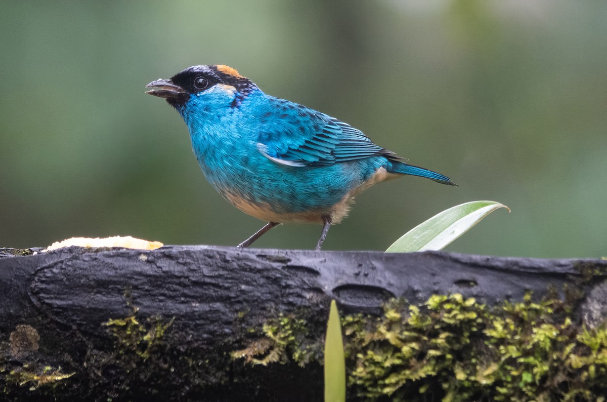 Golden-naped Tanager (Golden-naped) - ML615402701