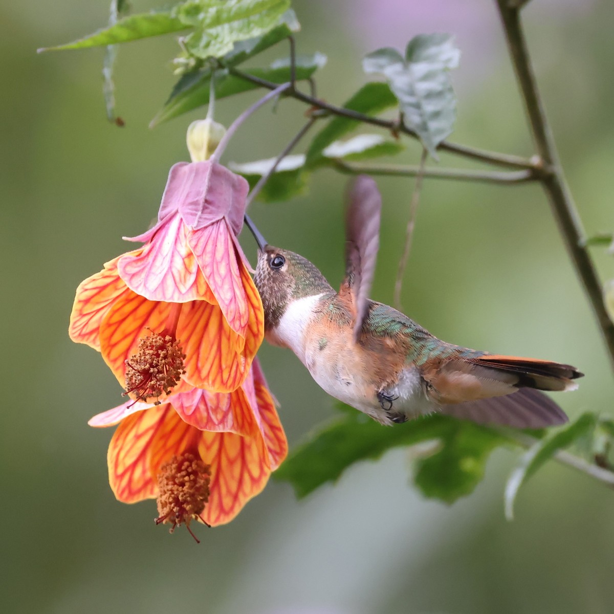 Volcano Hummingbird (Rose-throated) - ML615402931