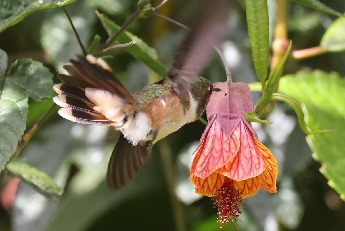 Volcano Hummingbird (Rose-throated) - ML615402938