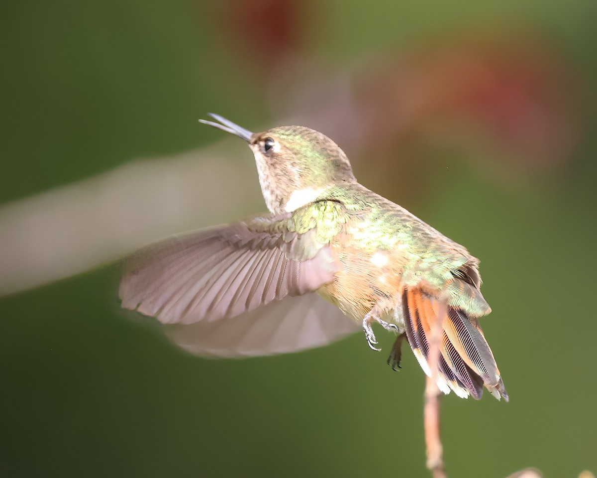 Volcano Hummingbird (Rose-throated) - ML615402939
