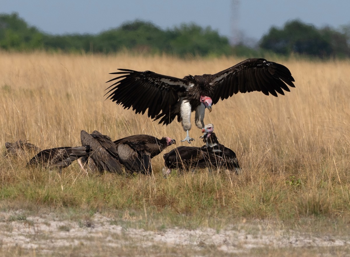 Lappet-faced Vulture - ML615403035
