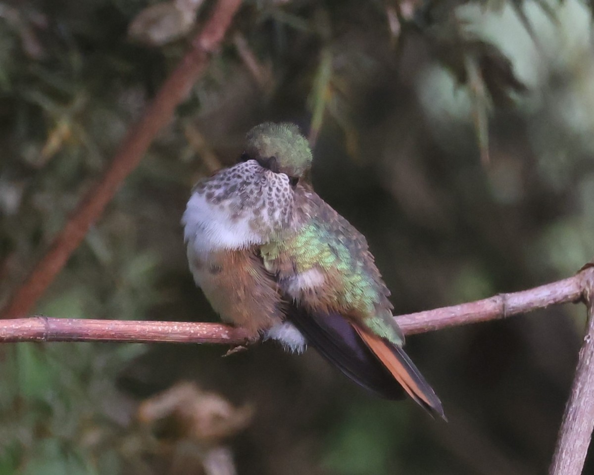 Volcano Hummingbird (Rose-throated) - ML615403071