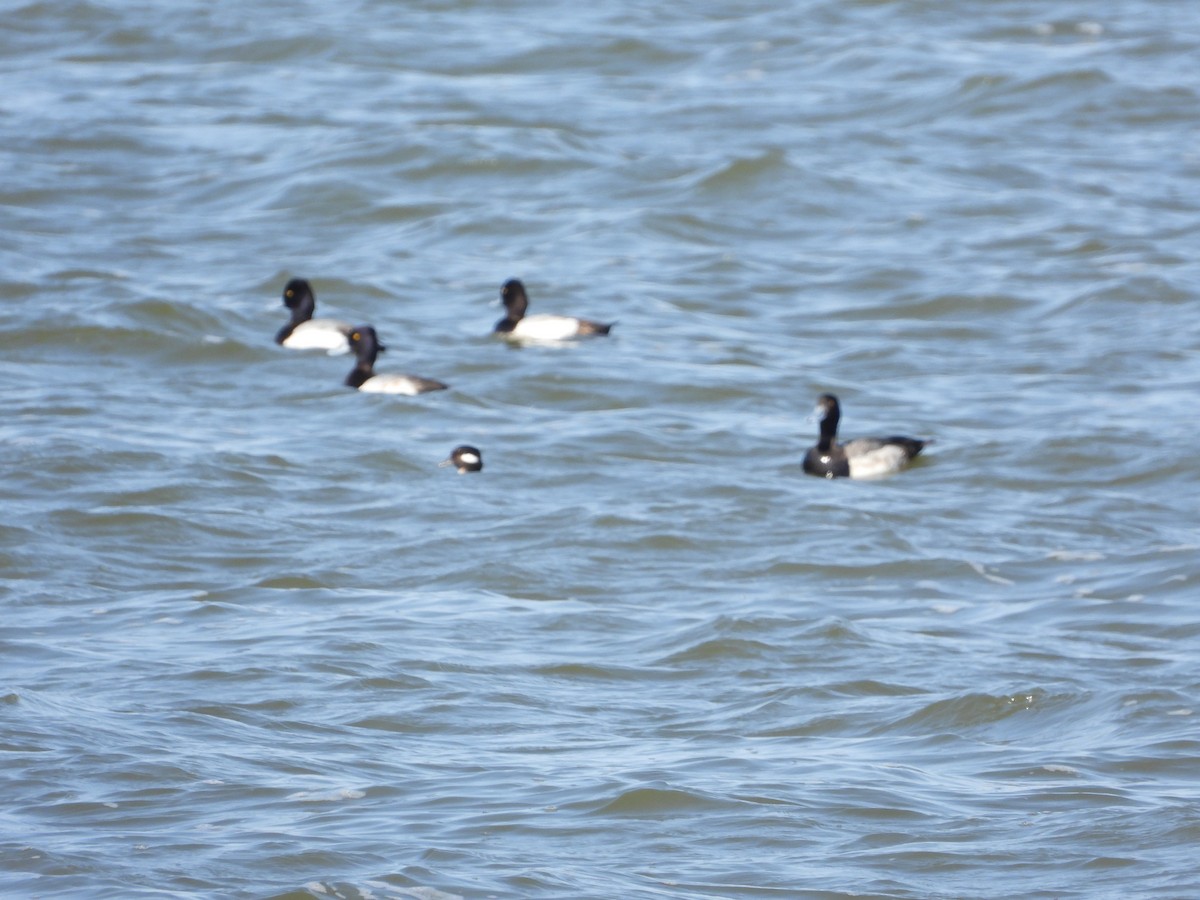 Lesser Scaup - Mary Hoffman