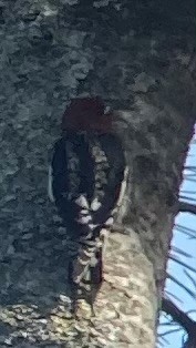 Красногрудый дятел-сокоед (ruber) - ML615403332