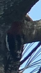Красногрудый дятел-сокоед (ruber) - ML615403333