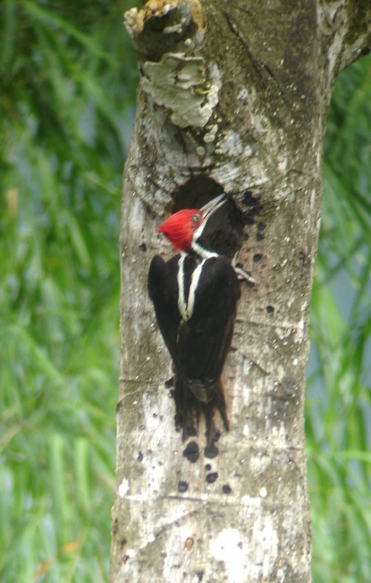 Guayaquil Woodpecker - Bob Hargis