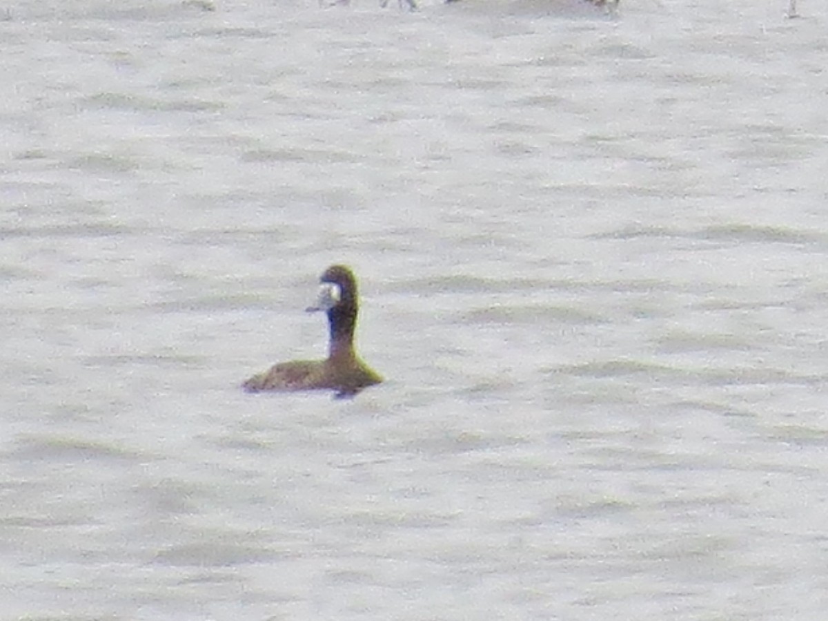 Greater Scaup - ML615403408