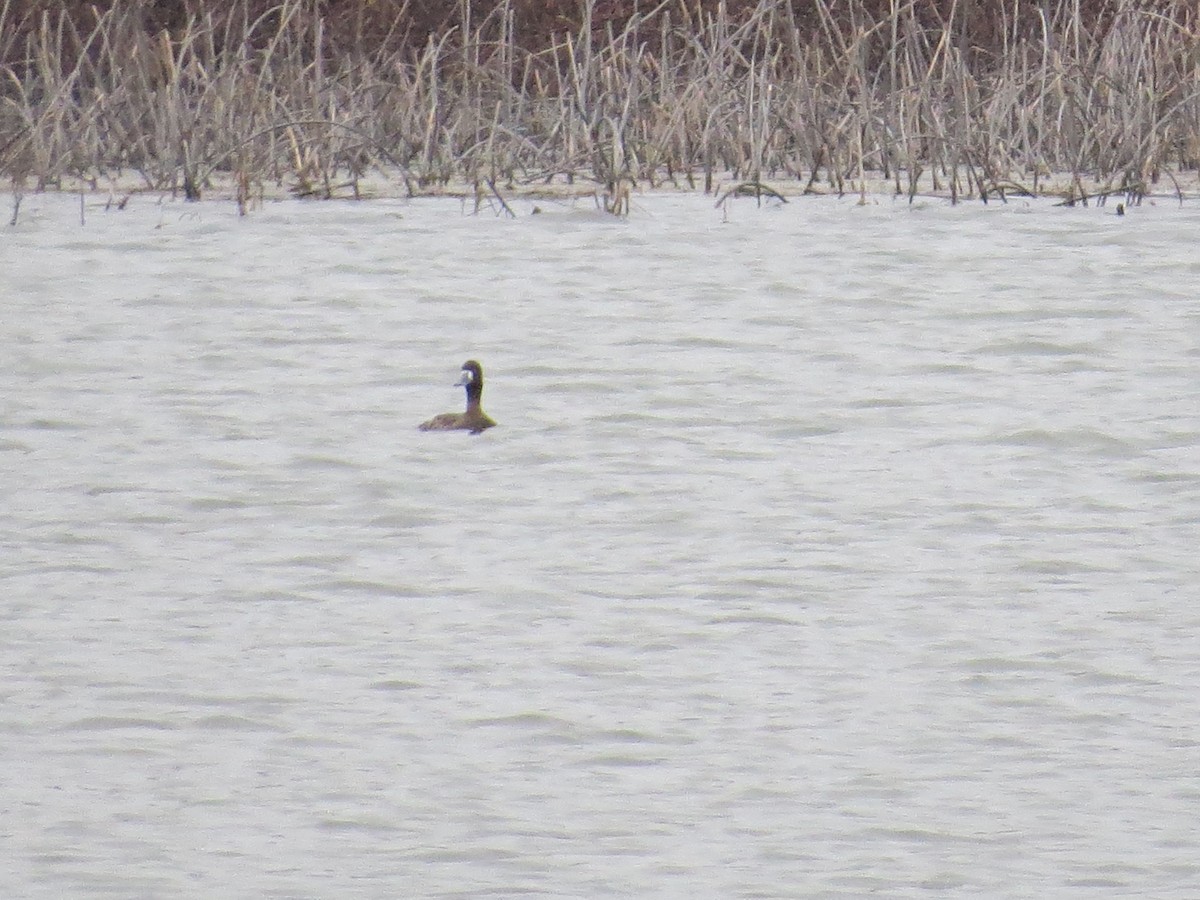 Greater Scaup - ML615403409