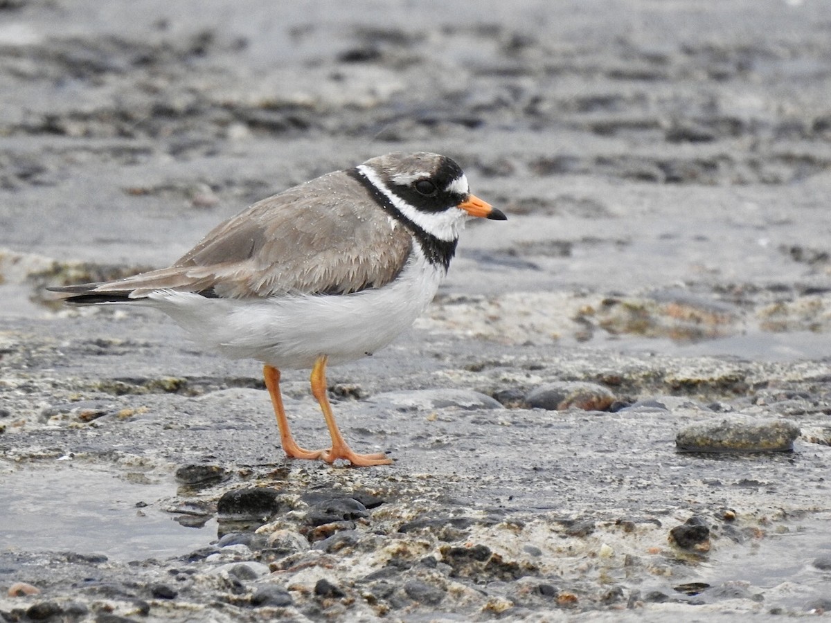 Common Ringed Plover - ML615403493