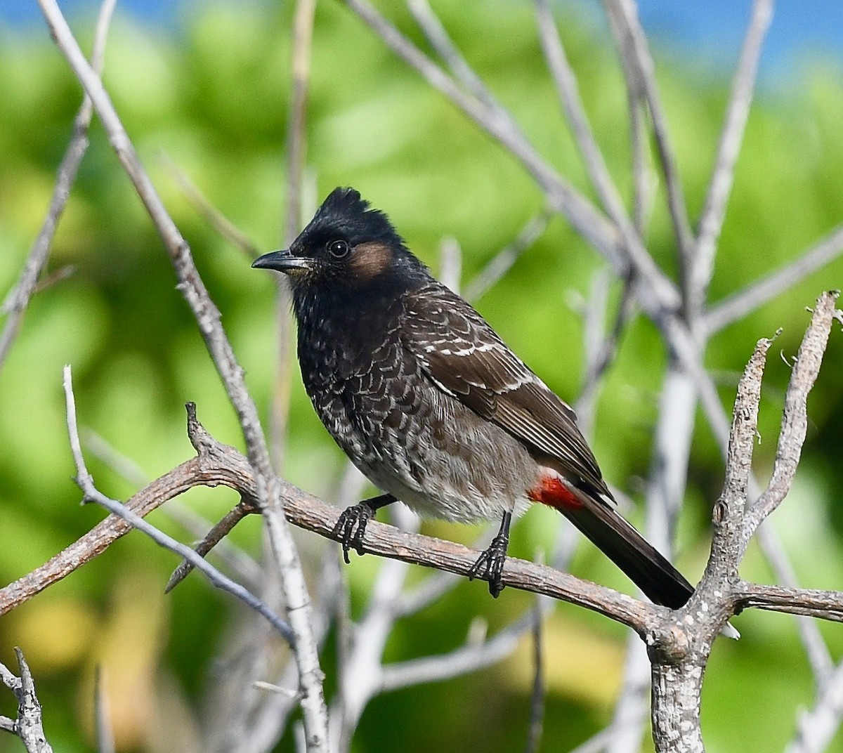 Red-vented Bulbul - ML615403496