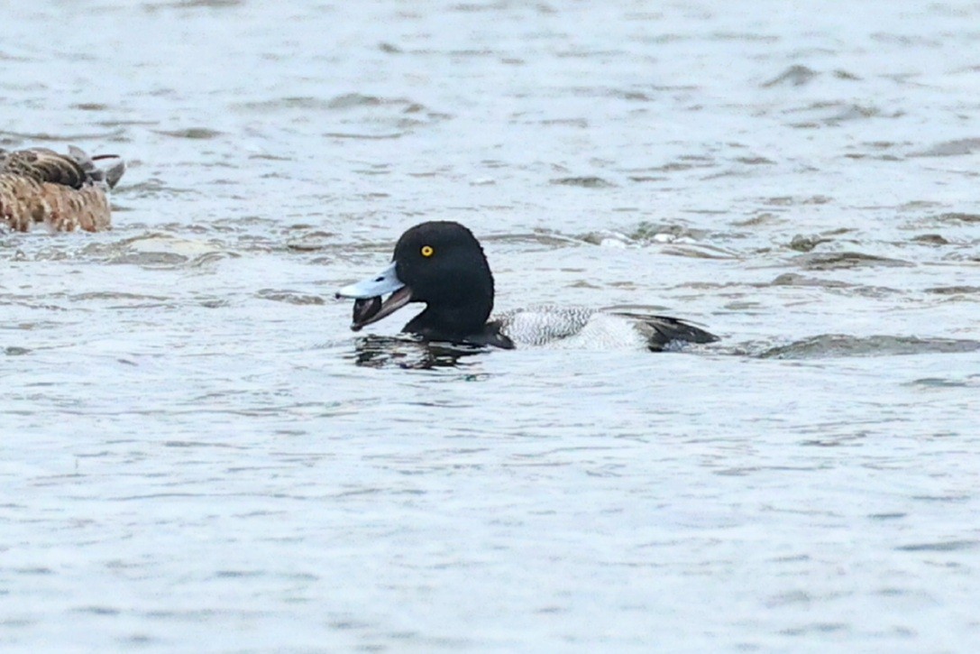 Greater Scaup - ML615403689