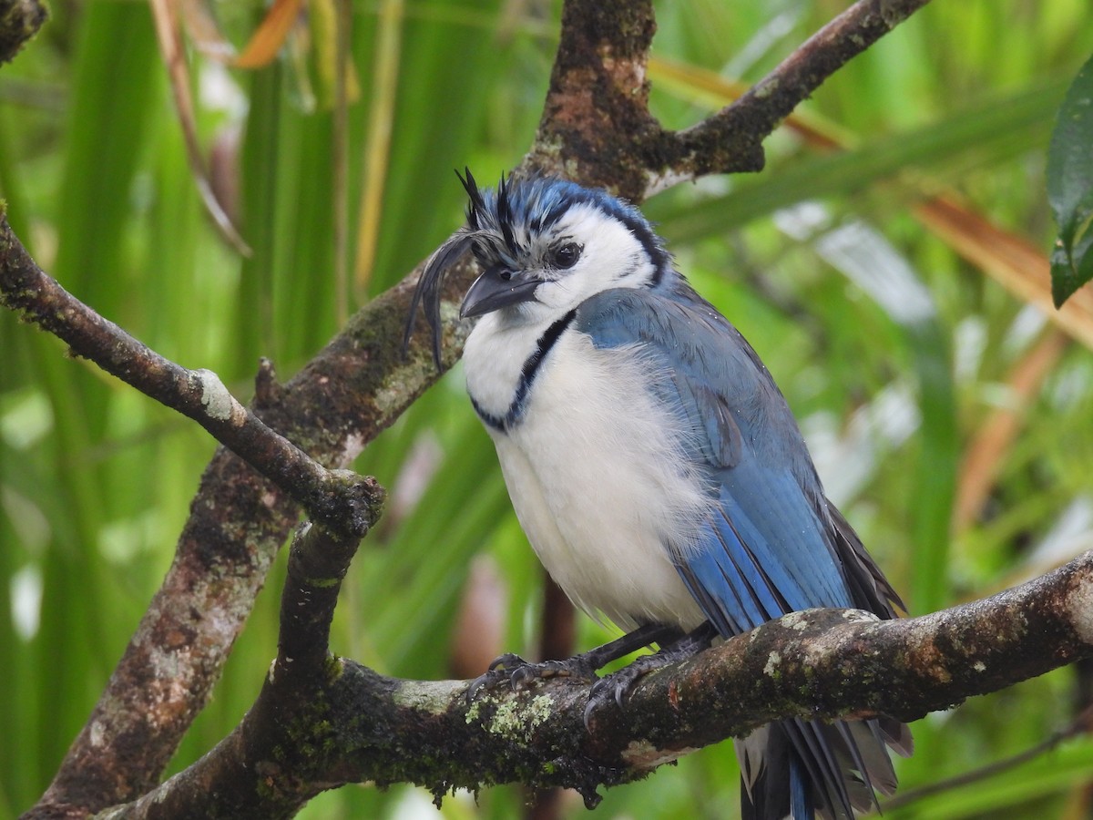 White-throated Magpie-Jay - ML615403817