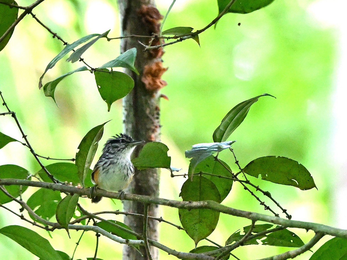 Guianan Warbling-Antbird - ML615403857