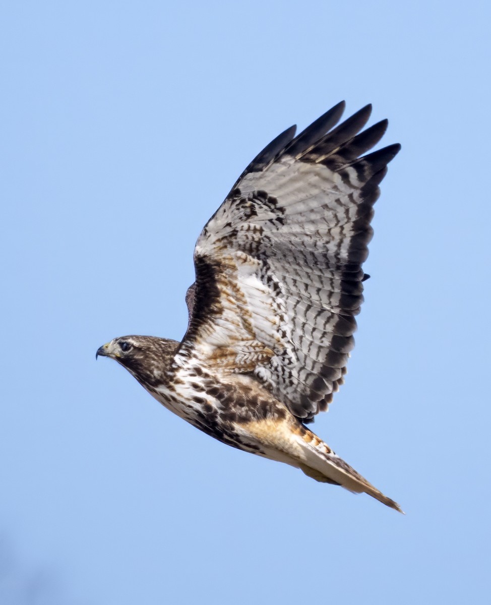 Red-tailed Hawk - ML615403922