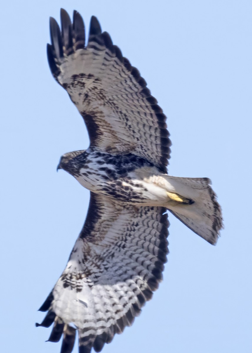Red-tailed Hawk - ML615403923