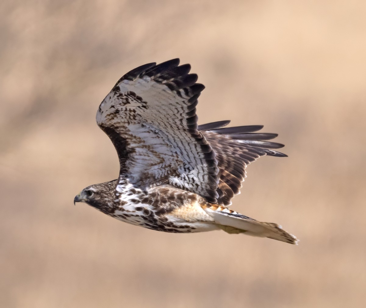 Red-tailed Hawk - ML615403924