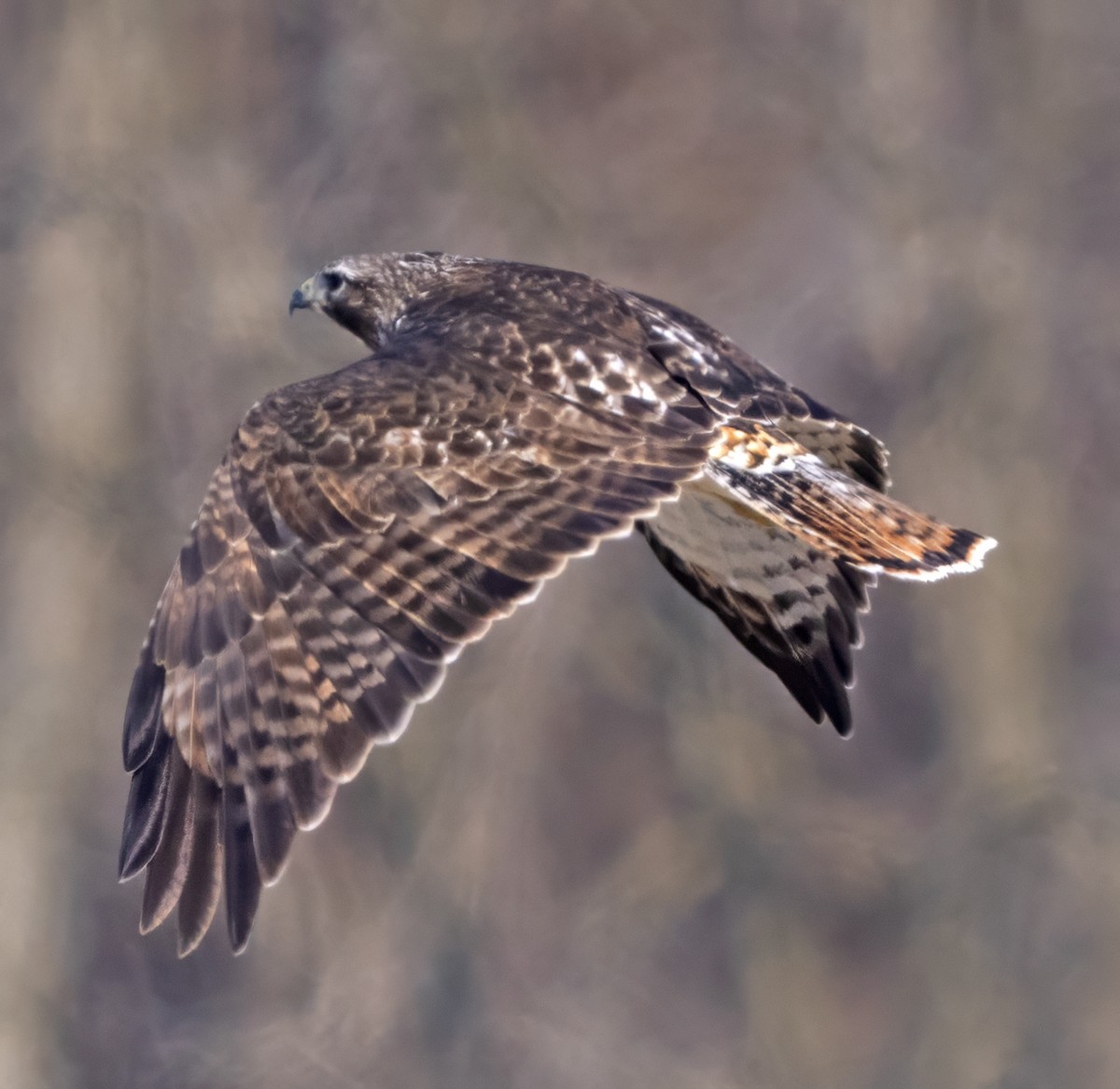 Red-tailed Hawk - ML615403925