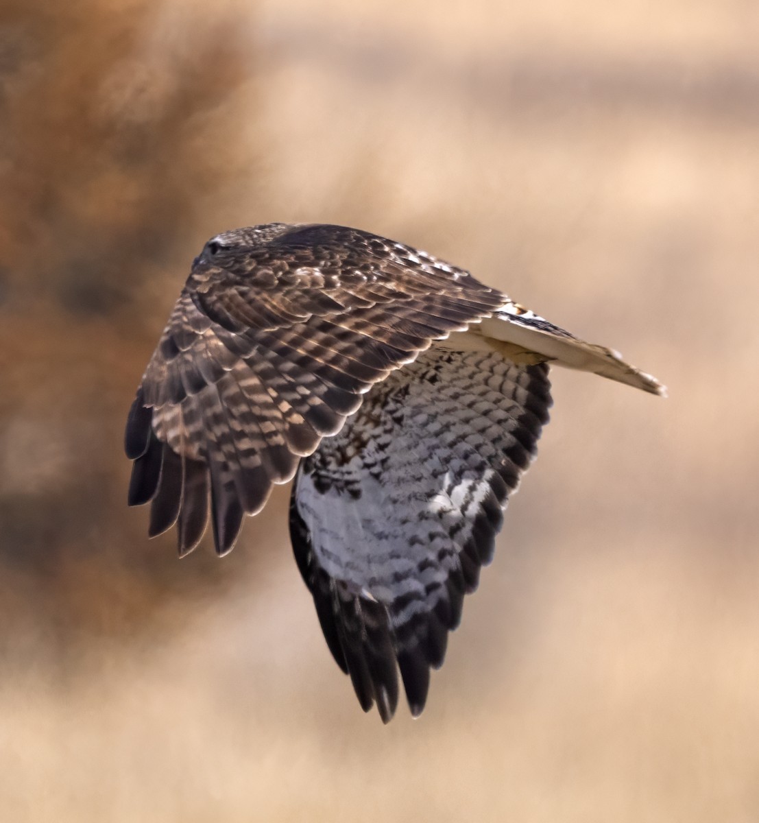 Red-tailed Hawk - ML615403926