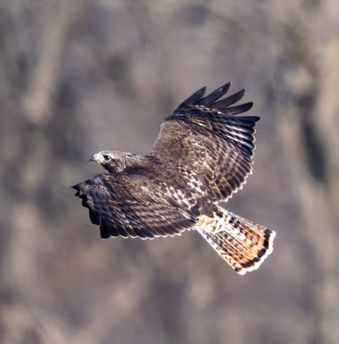 Red-tailed Hawk - ML615403927
