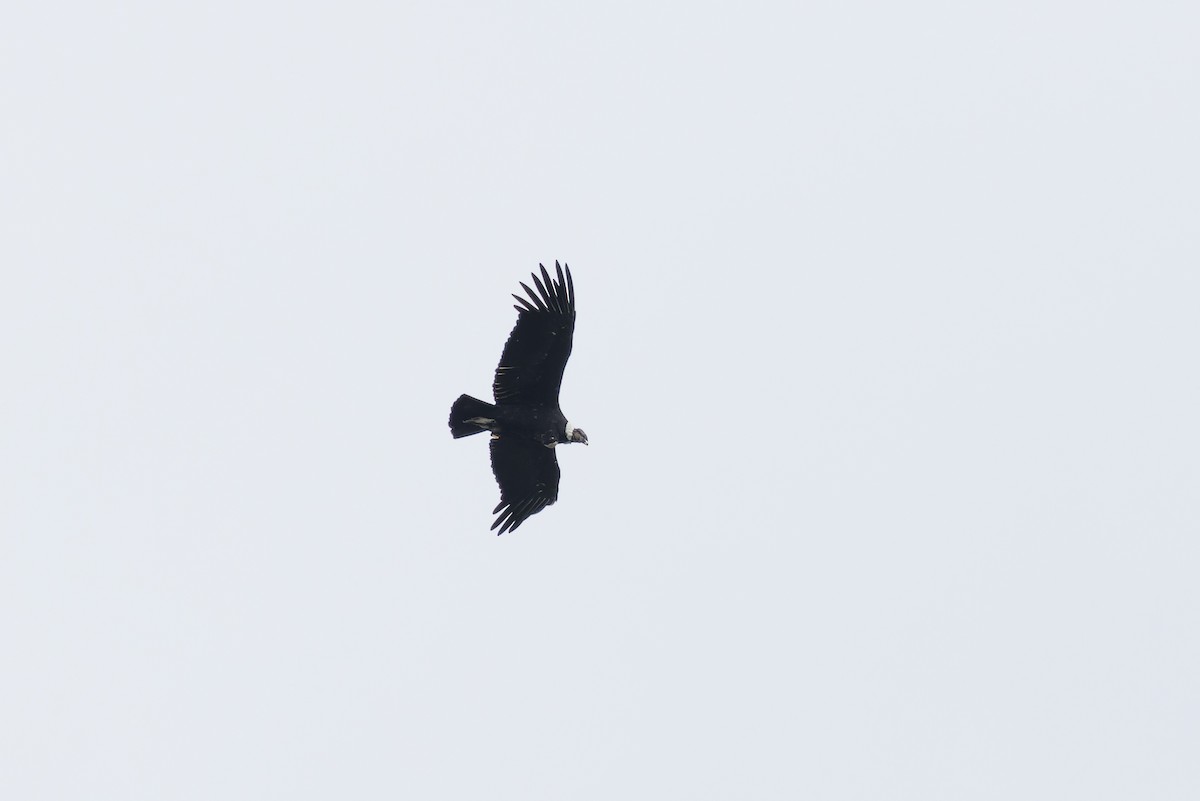 Andean Condor - ML615404155