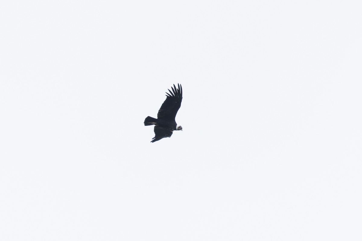 Andean Condor - ML615404156