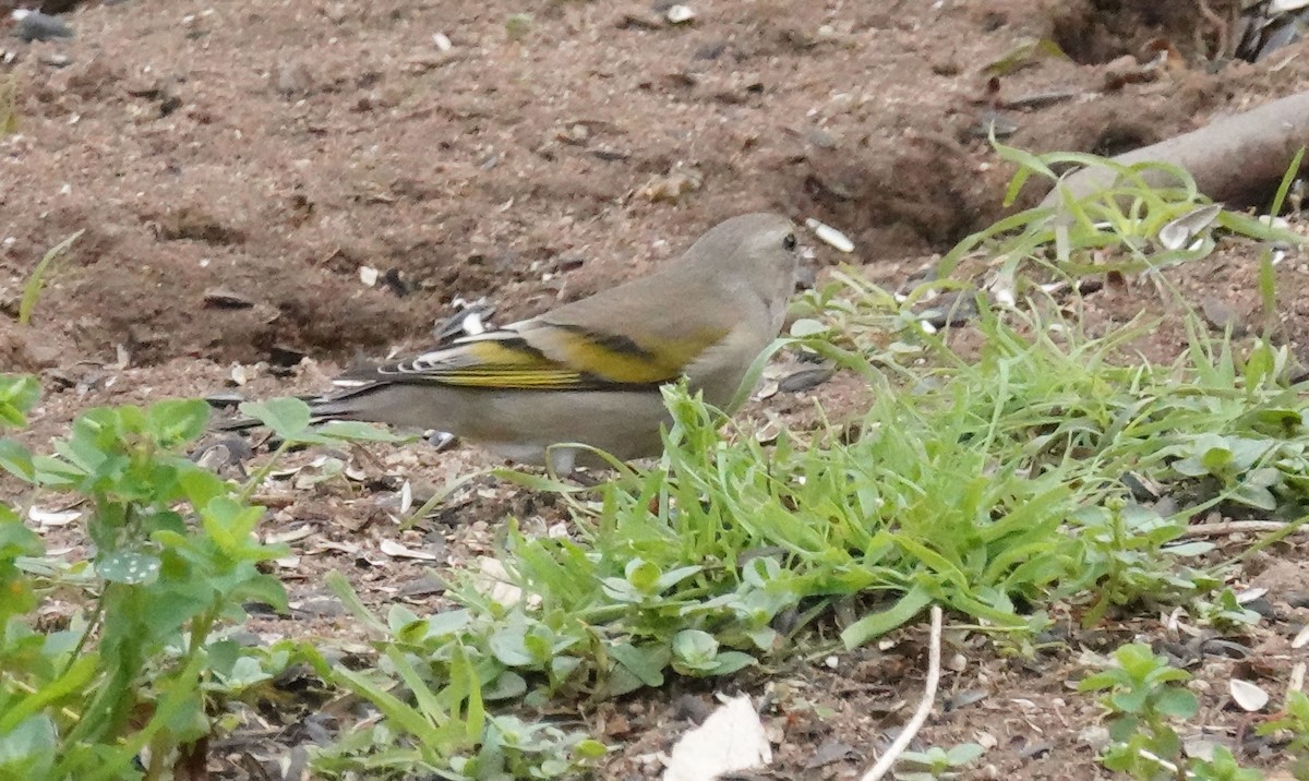 Lawrence's Goldfinch - ML615404482