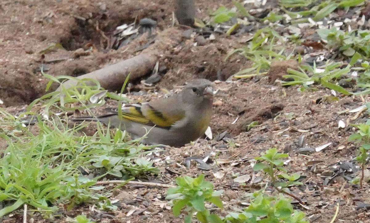 Lawrence's Goldfinch - ML615404489